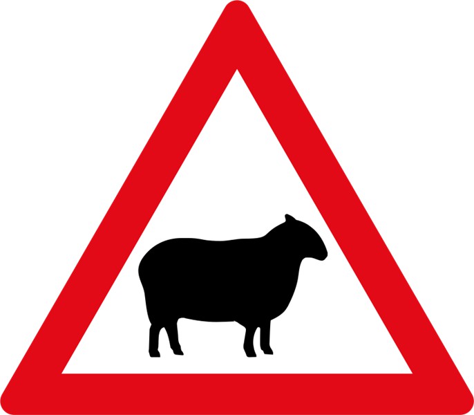 W312 – Domestic Animals Sheep